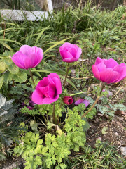 IMG_9872.jpeg