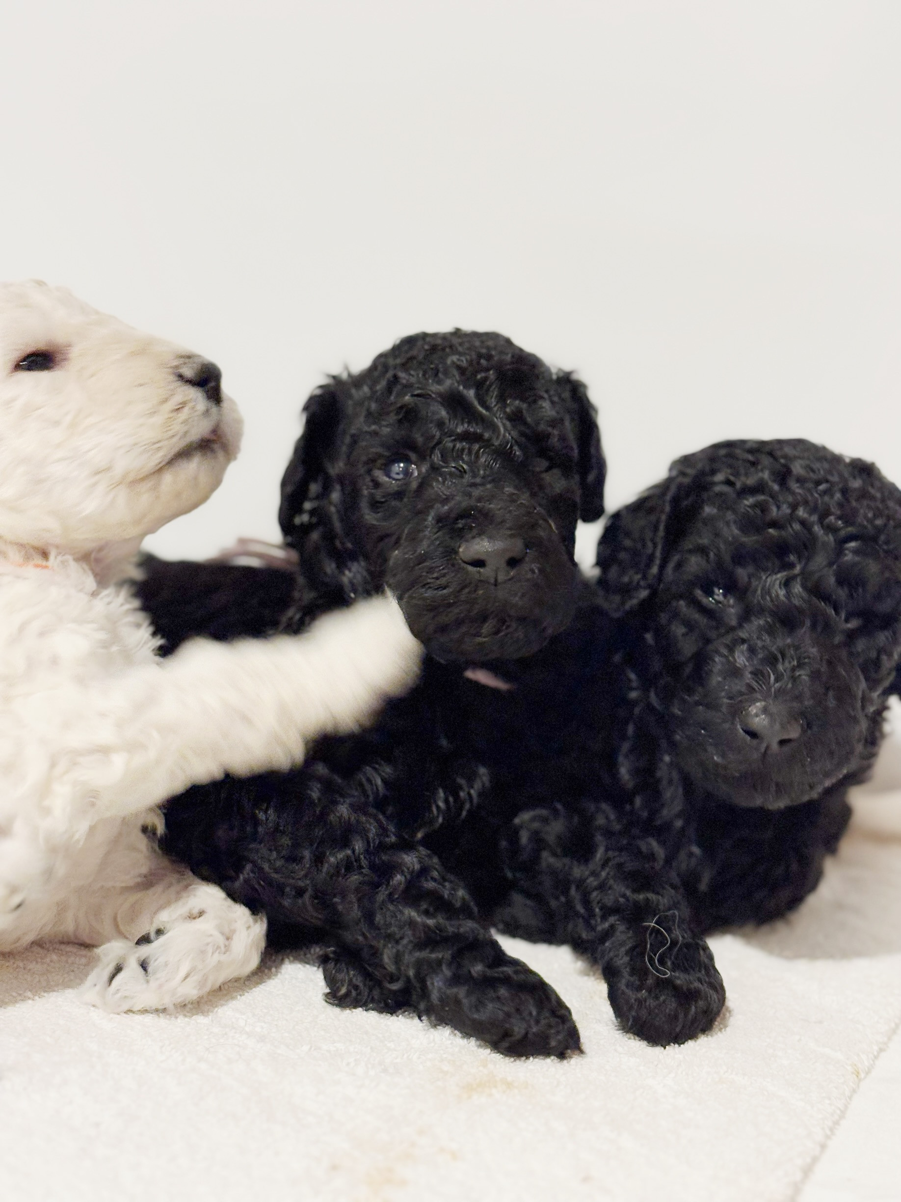 かわいい子犬販売中