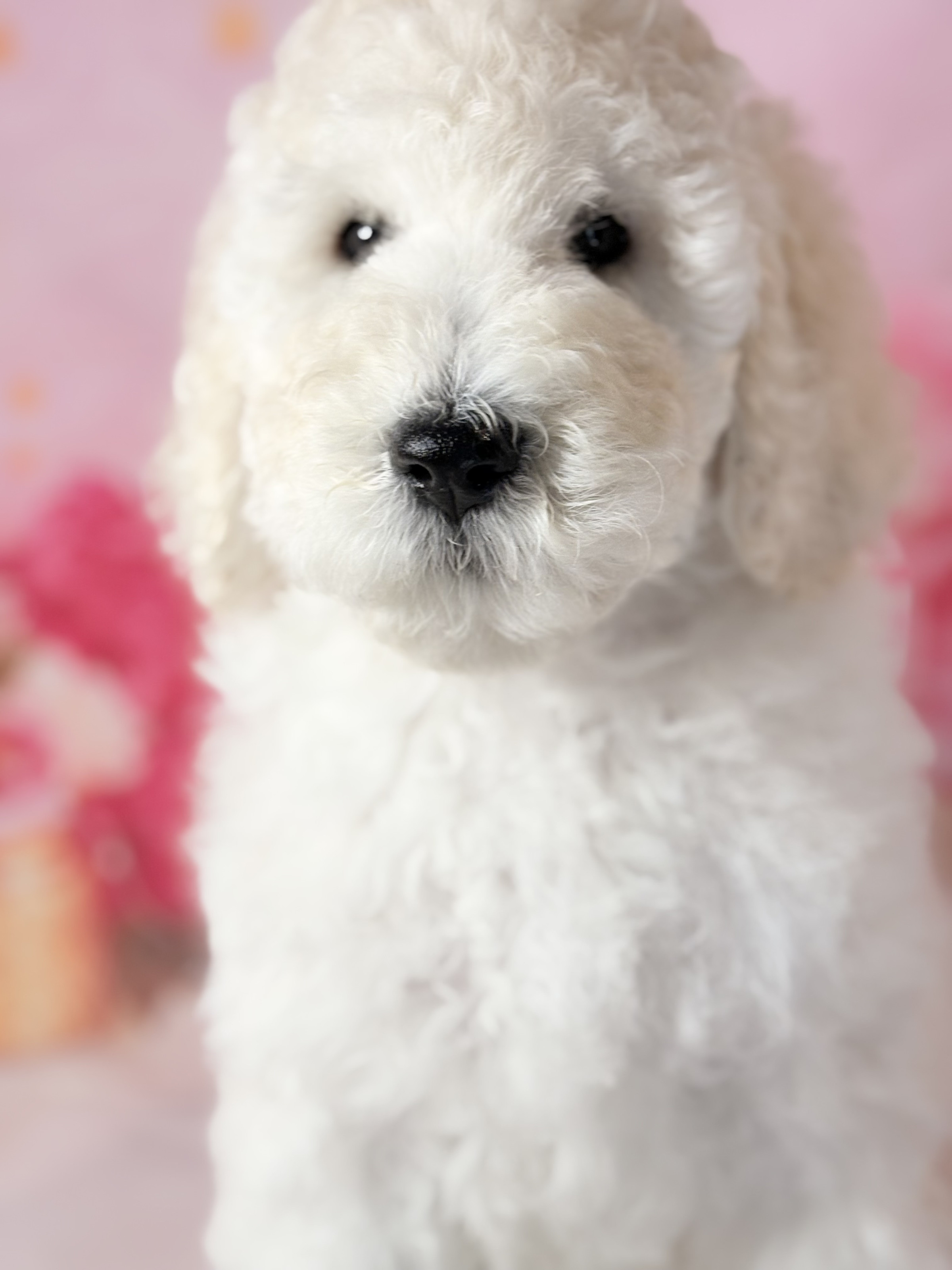 かわいい子犬販売中