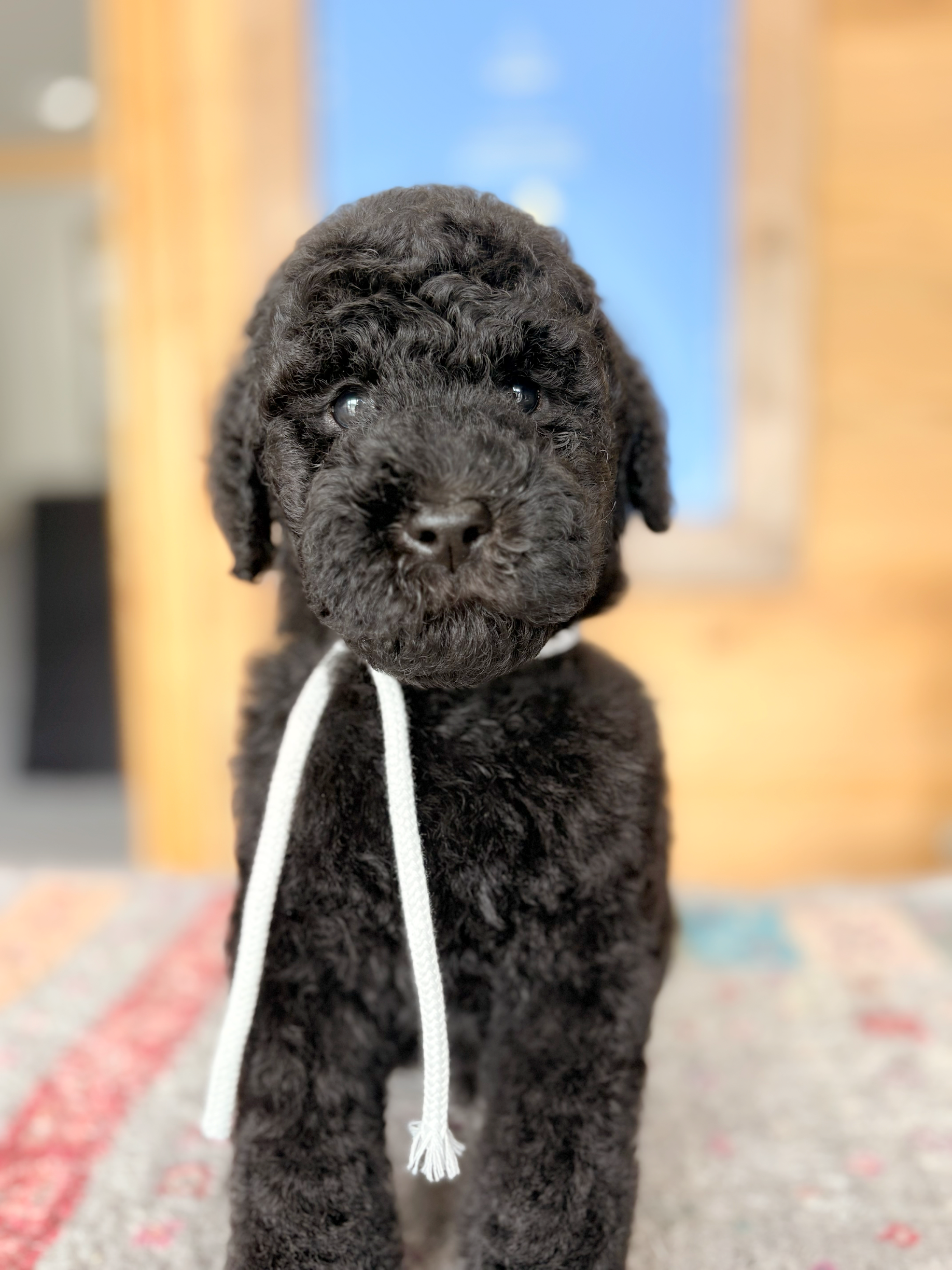 かわいい子犬販売中