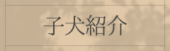 子犬紹介.png