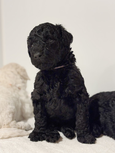 誇り高きエルハウスの血筋ができるまで