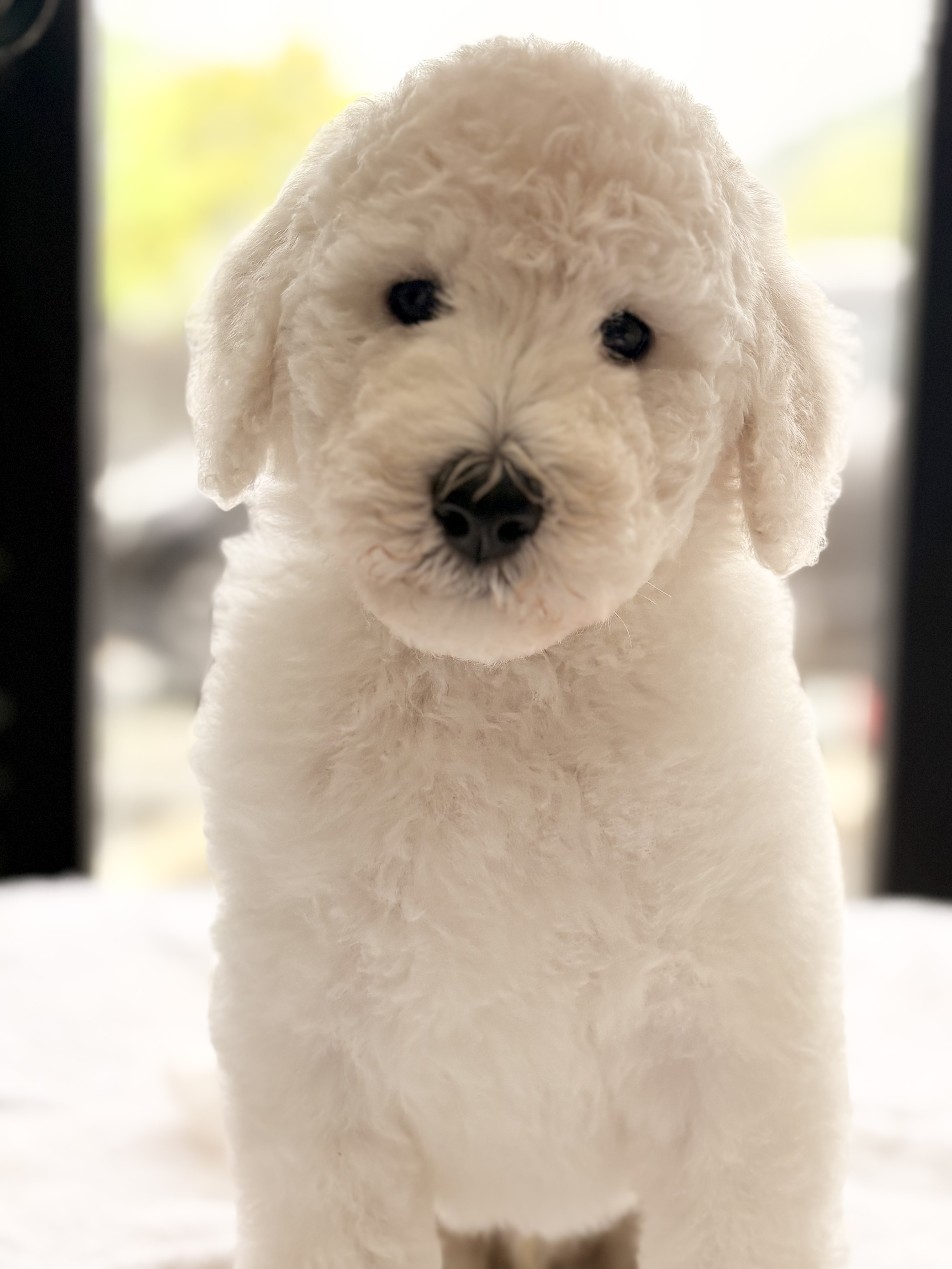 2026年3月3日生まれホワイトオス