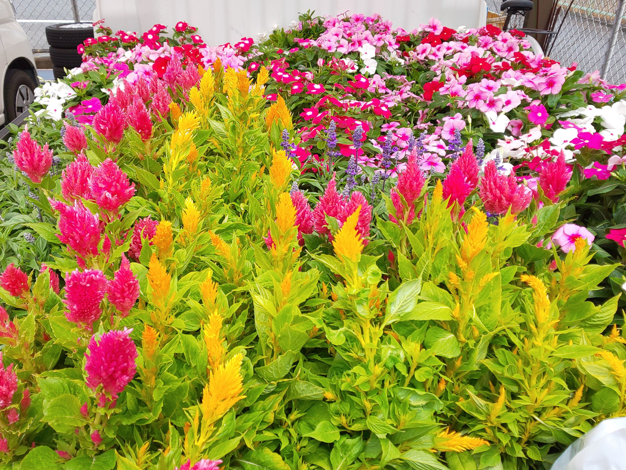 お花の移動販売所 花元