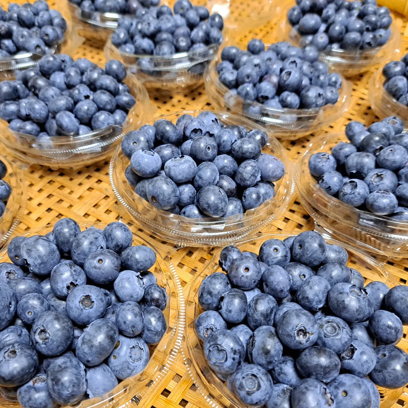 ブルーベリーを旅の駅に出荷しました
