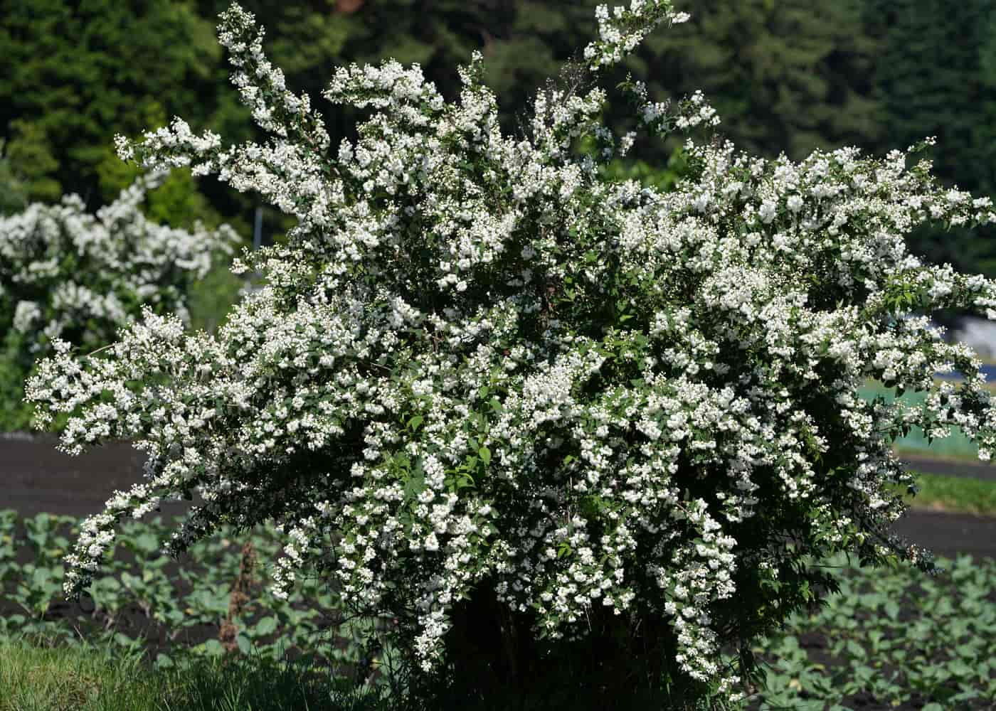 夏の八ヶ岳の花々　by H. Kobayashi