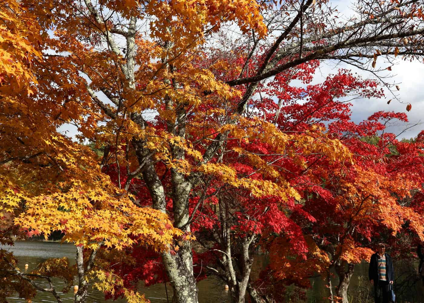 短かった秋の名残　by H. Kobayashi