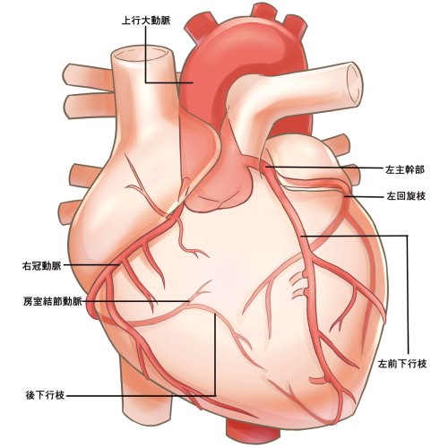 heart-coronary-myocardial-artery-dissection-internal-organs.png