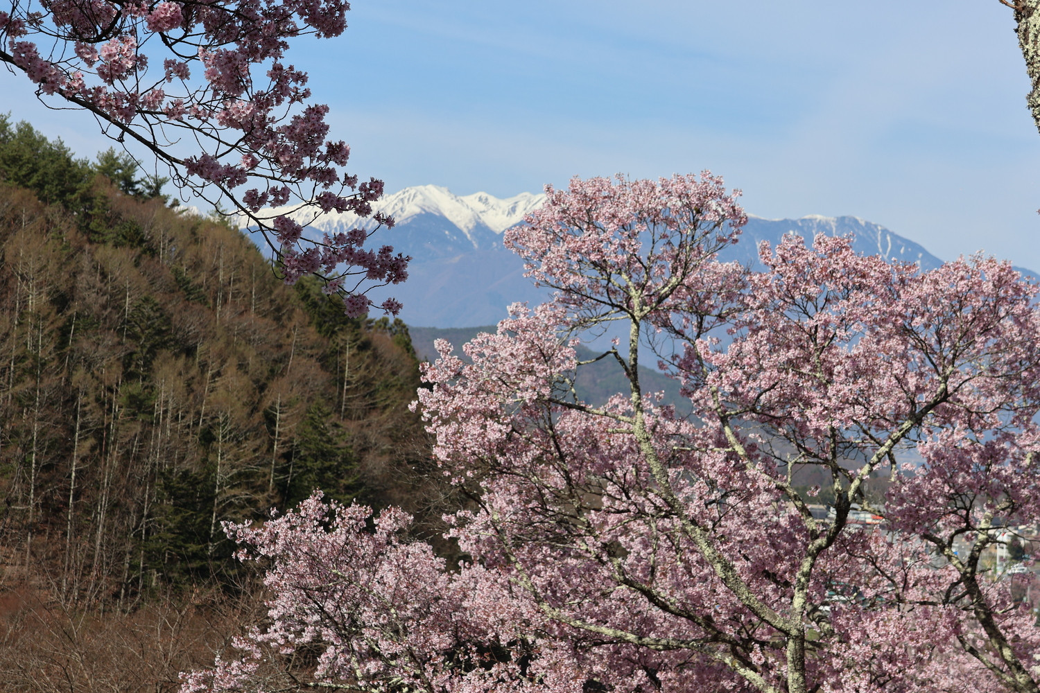 高遠の桜　by H.Kobayashi