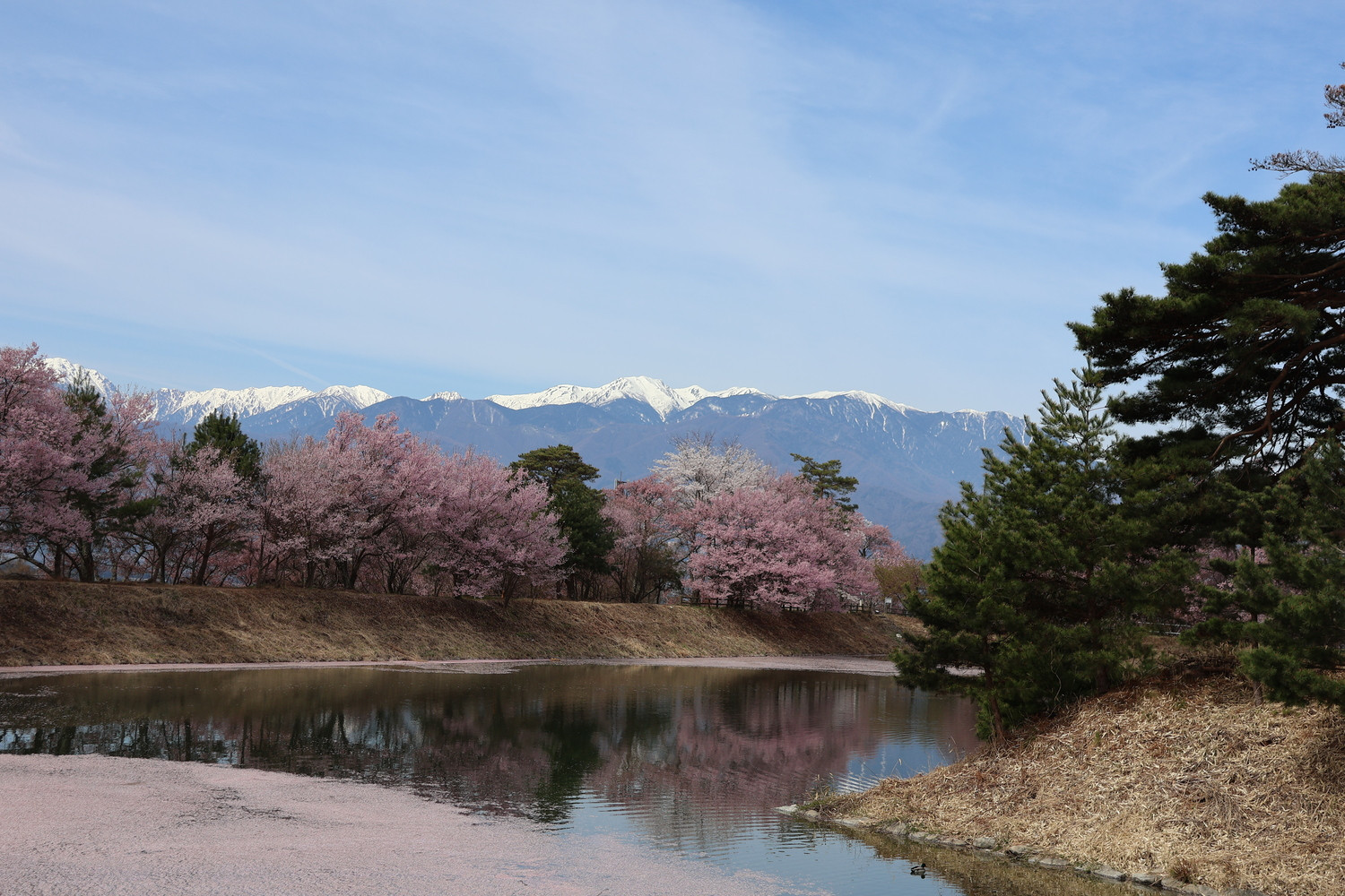 高遠の桜と中央アルプス　by H.Kobayashi