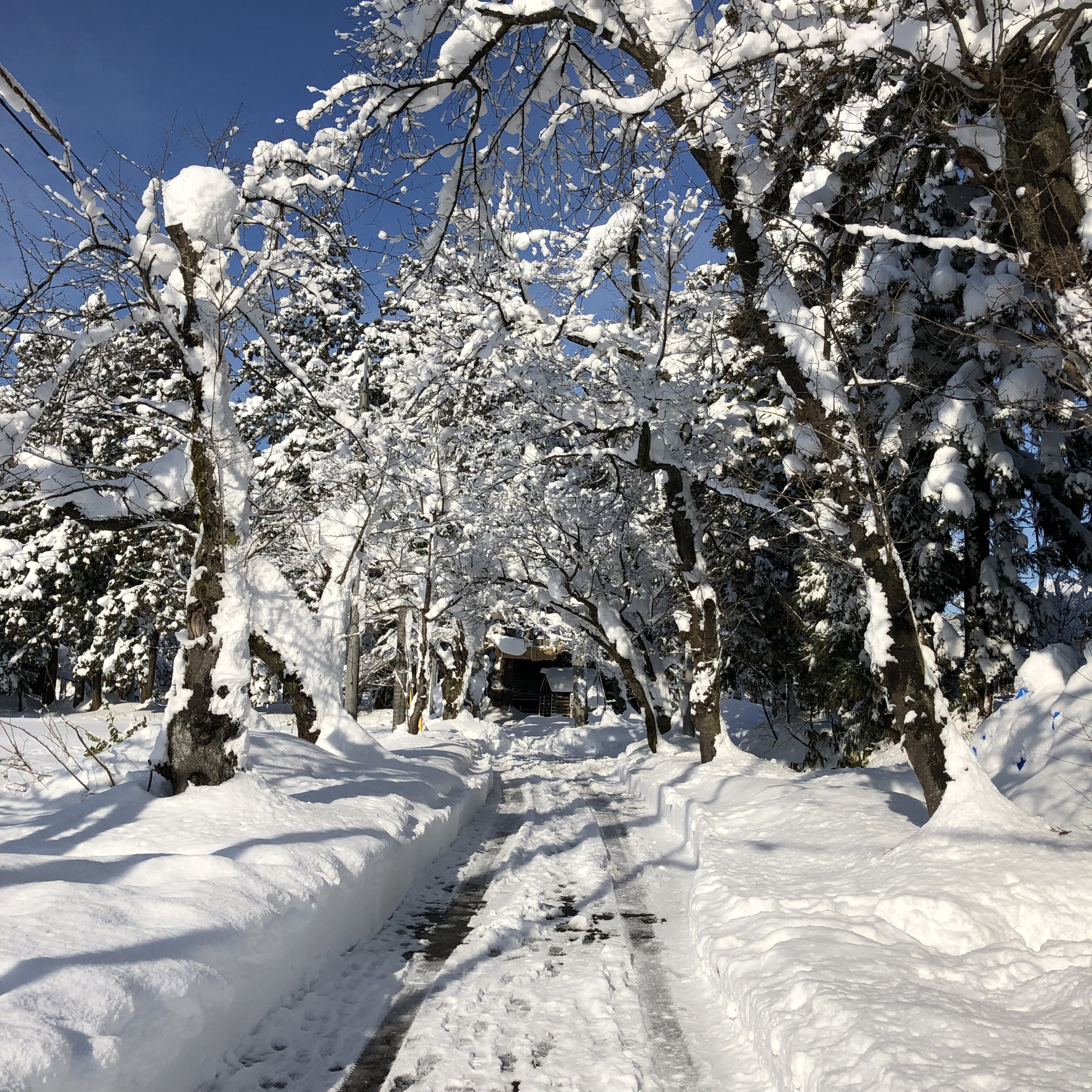 店舗近くの参道の自然　冬の雪編