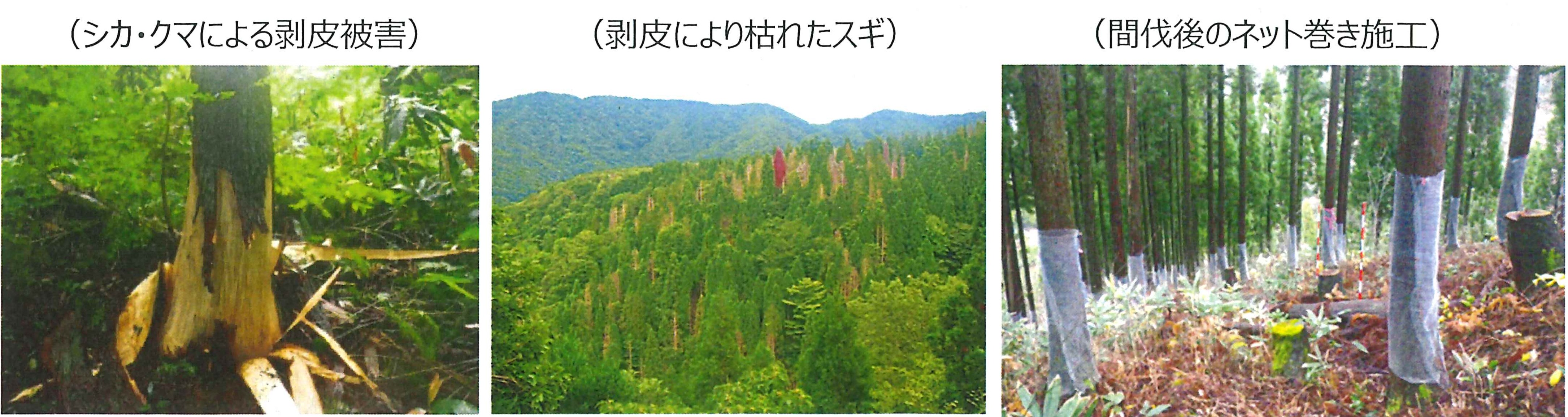 剥皮被害　間伐後のネット巻き