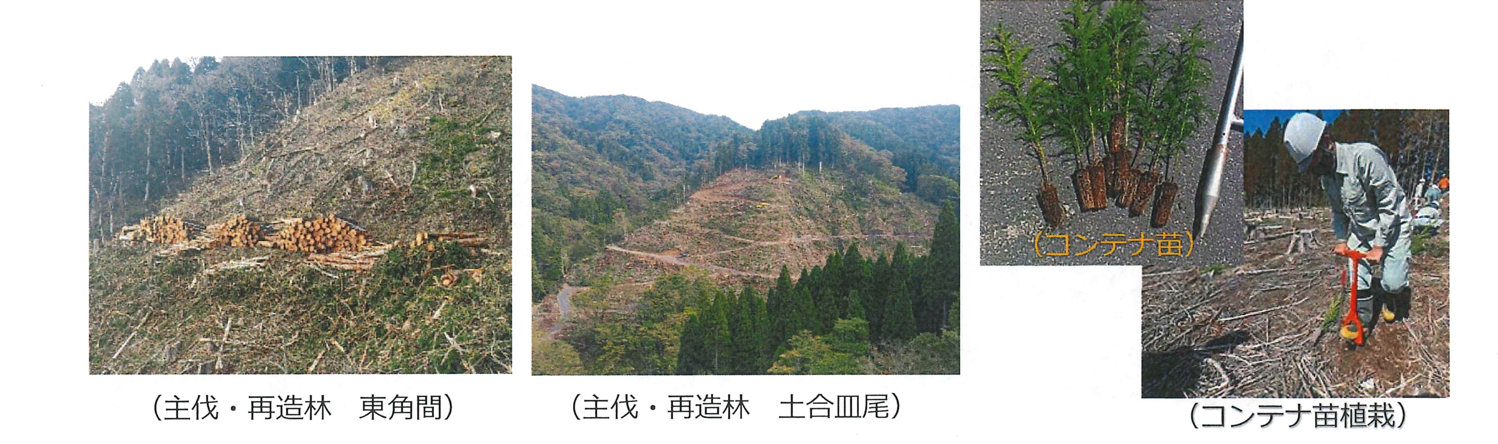 主伐・造林　コンテナ苗