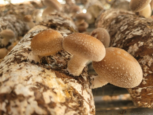 「きのこ」の観察と栽培方法研修が開催されます🍄