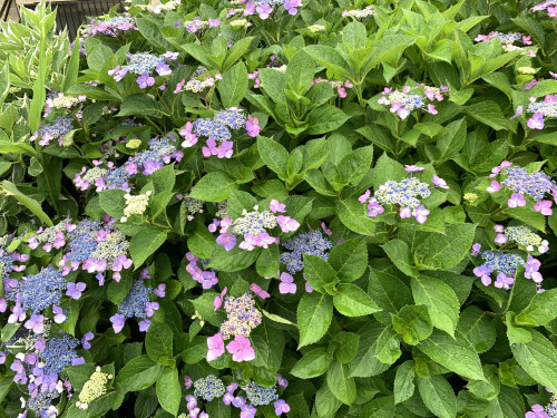 IMG_3778.jpeg
