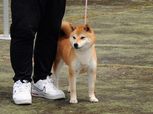 古乃紅春号 番外地荘