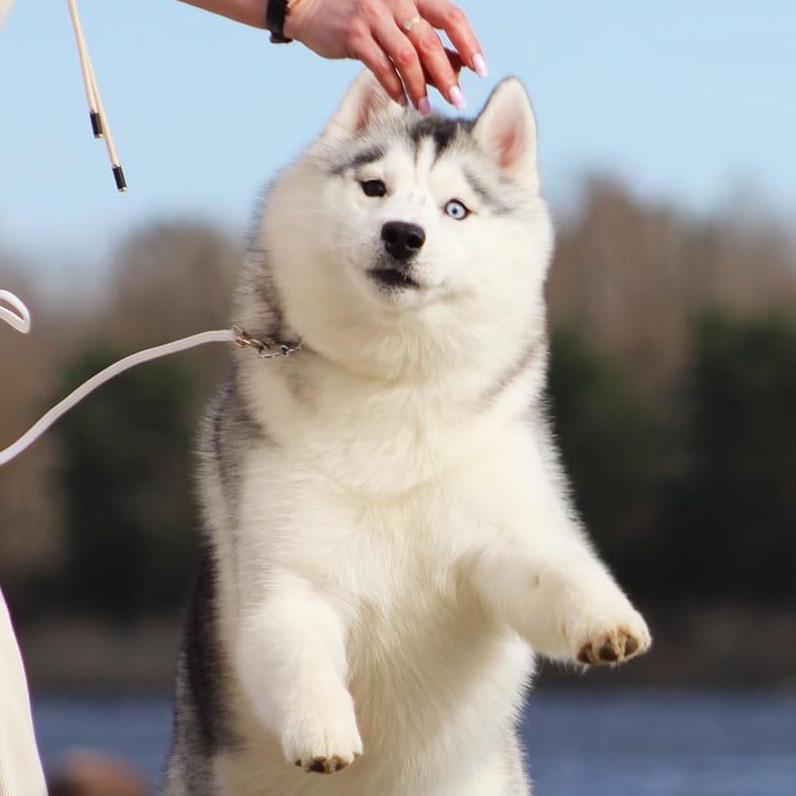 Siberian Huskyロシア🇷🇺より入舎✨