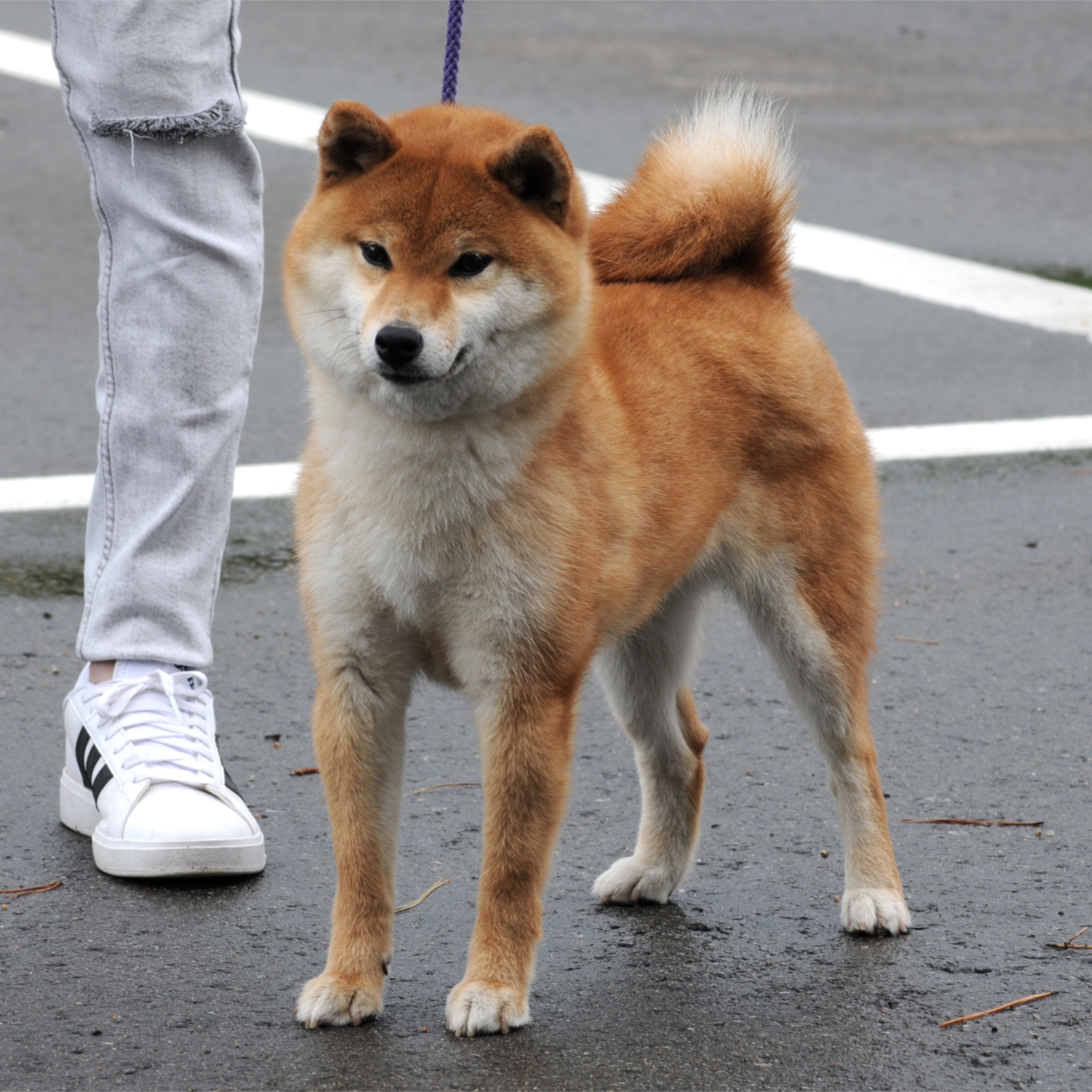 令和5年 日本犬保存会 第118回 全国展覧会