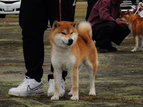 北天の紅幸号埼玉加藤