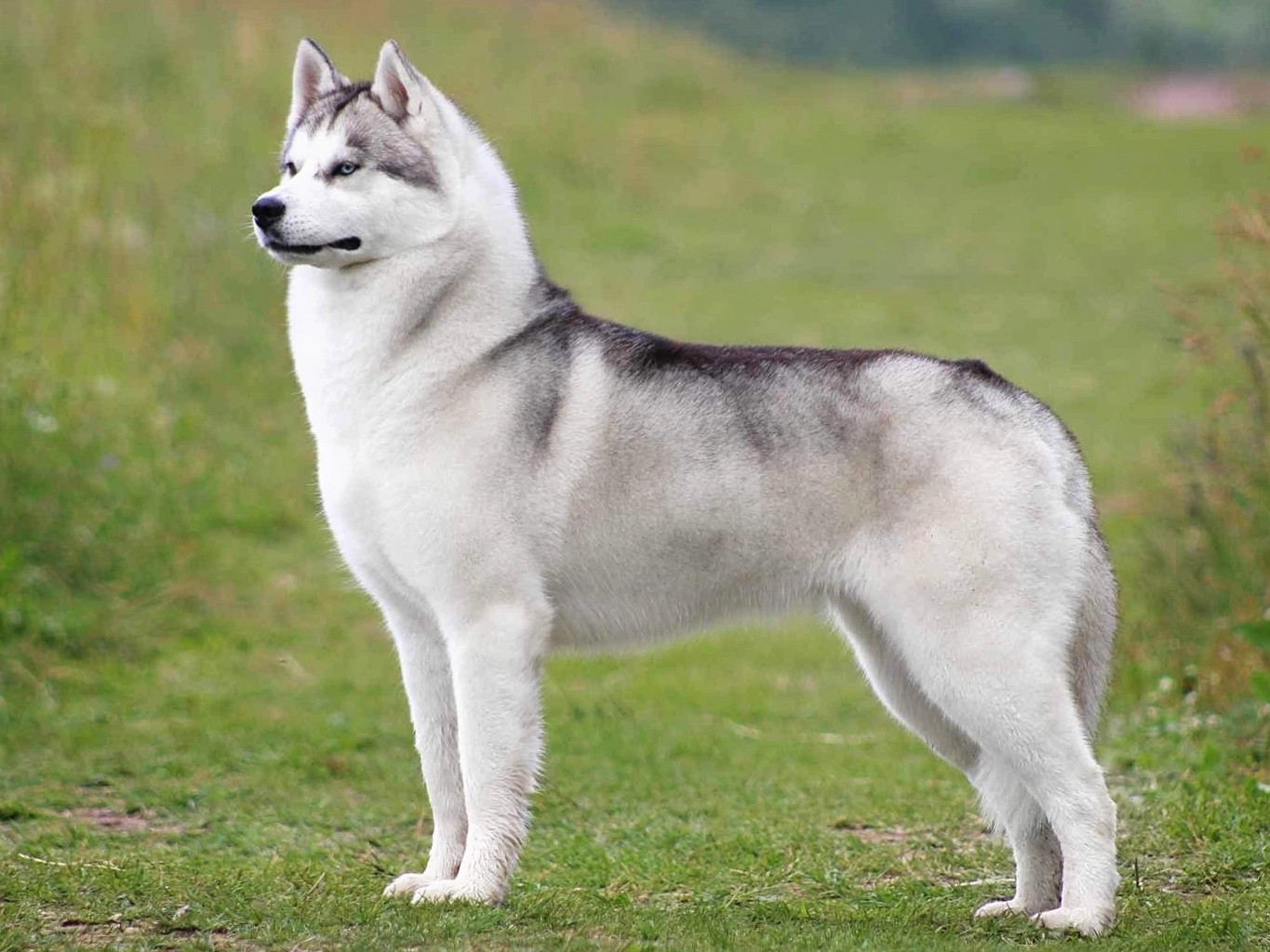 シベリアン ハスキーの子犬産まれました。