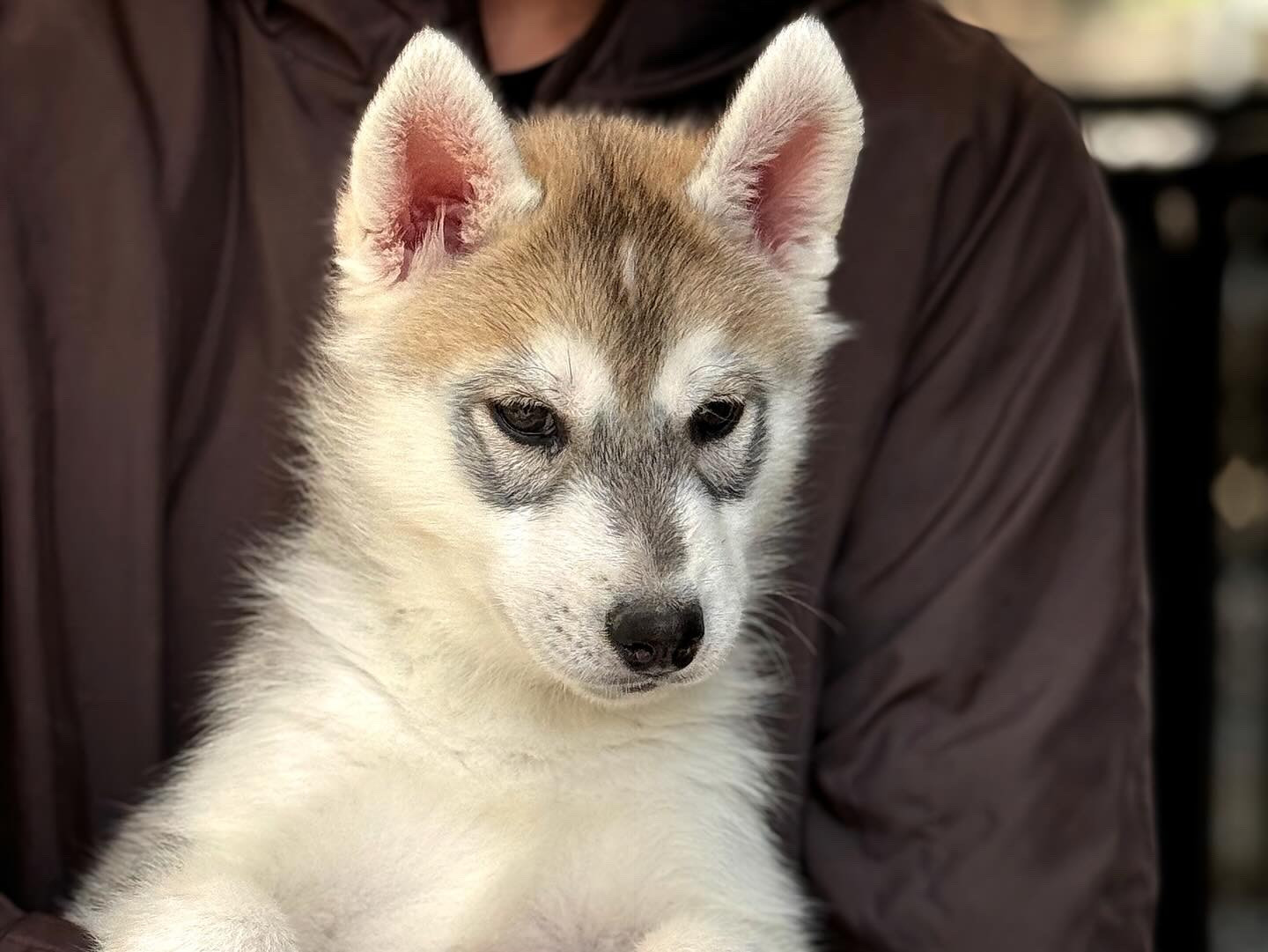 Siberian Husky Puppys