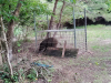 害獣駆除　猪　箱罠2023.6.10.png