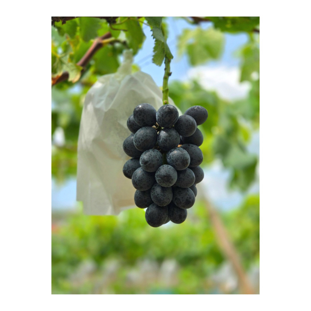 いよいよ出荷始まります🍇