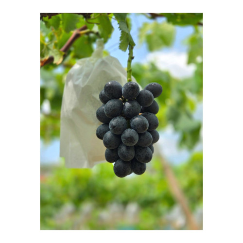 いよいよ出荷始まります🍇