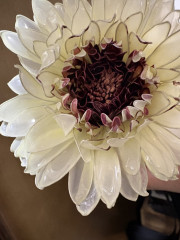 IMG_7173.jpeg
