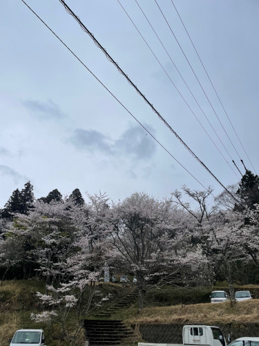 IMG_2366.jpeg