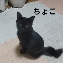 ちょこ