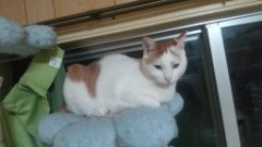 みかん