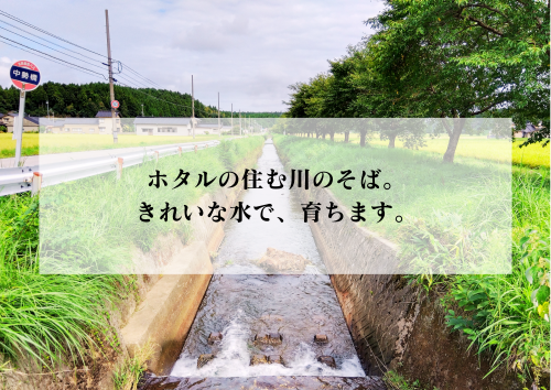 こしひかり　川.png