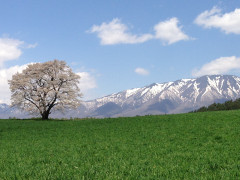 小岩井の１本桜.JPG