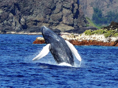 2018クジラ.jpg