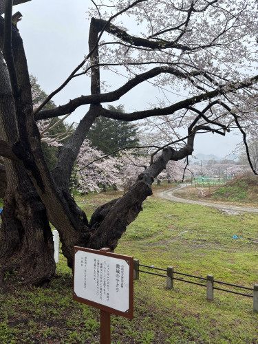 霞城の桜.jpg