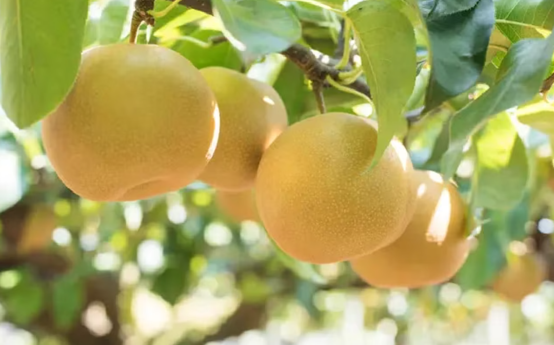 市原市の幸水。千葉県は梨の生産量全国1位を誇ります