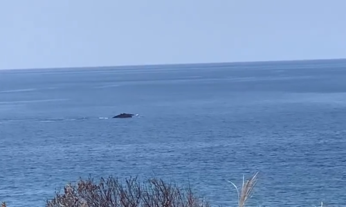 瀬田海を泳ぐクジラたち