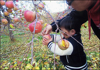 apple5.jpg