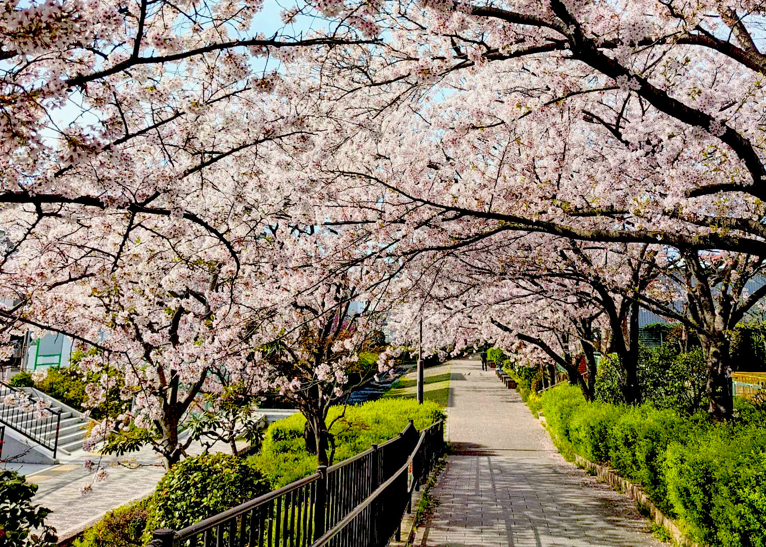桜の季節も間近！春の堺に遊びに来ませんか？