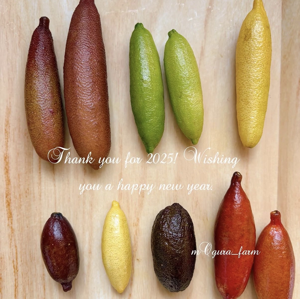 フィンガーライム岐阜