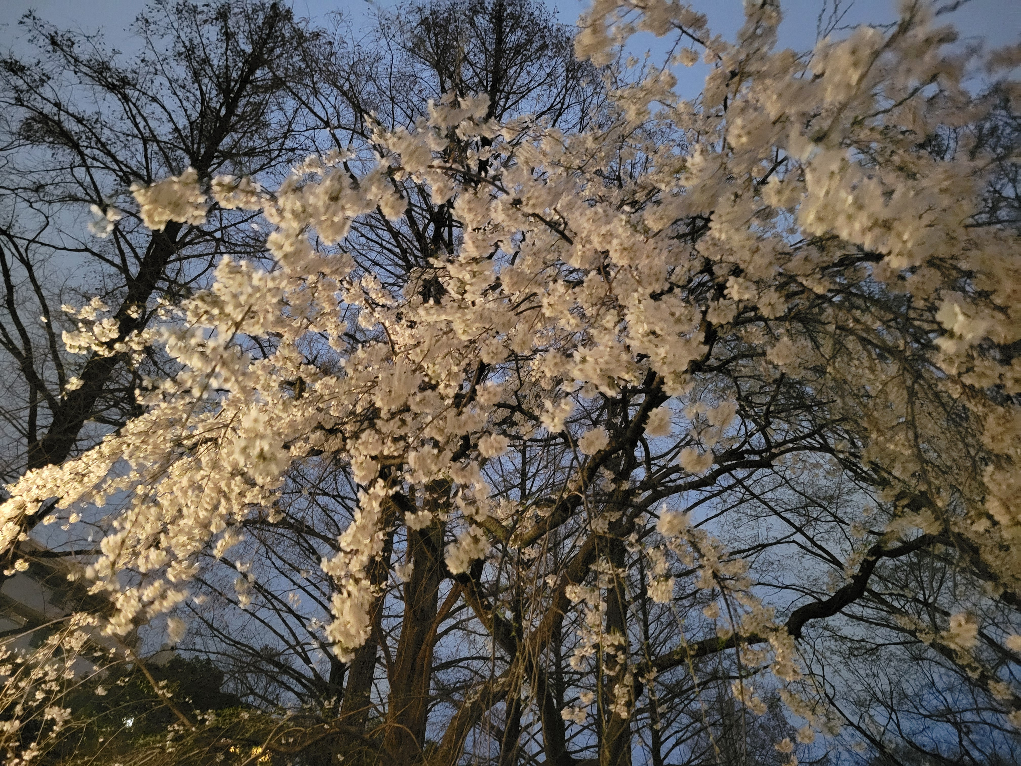 3月29日