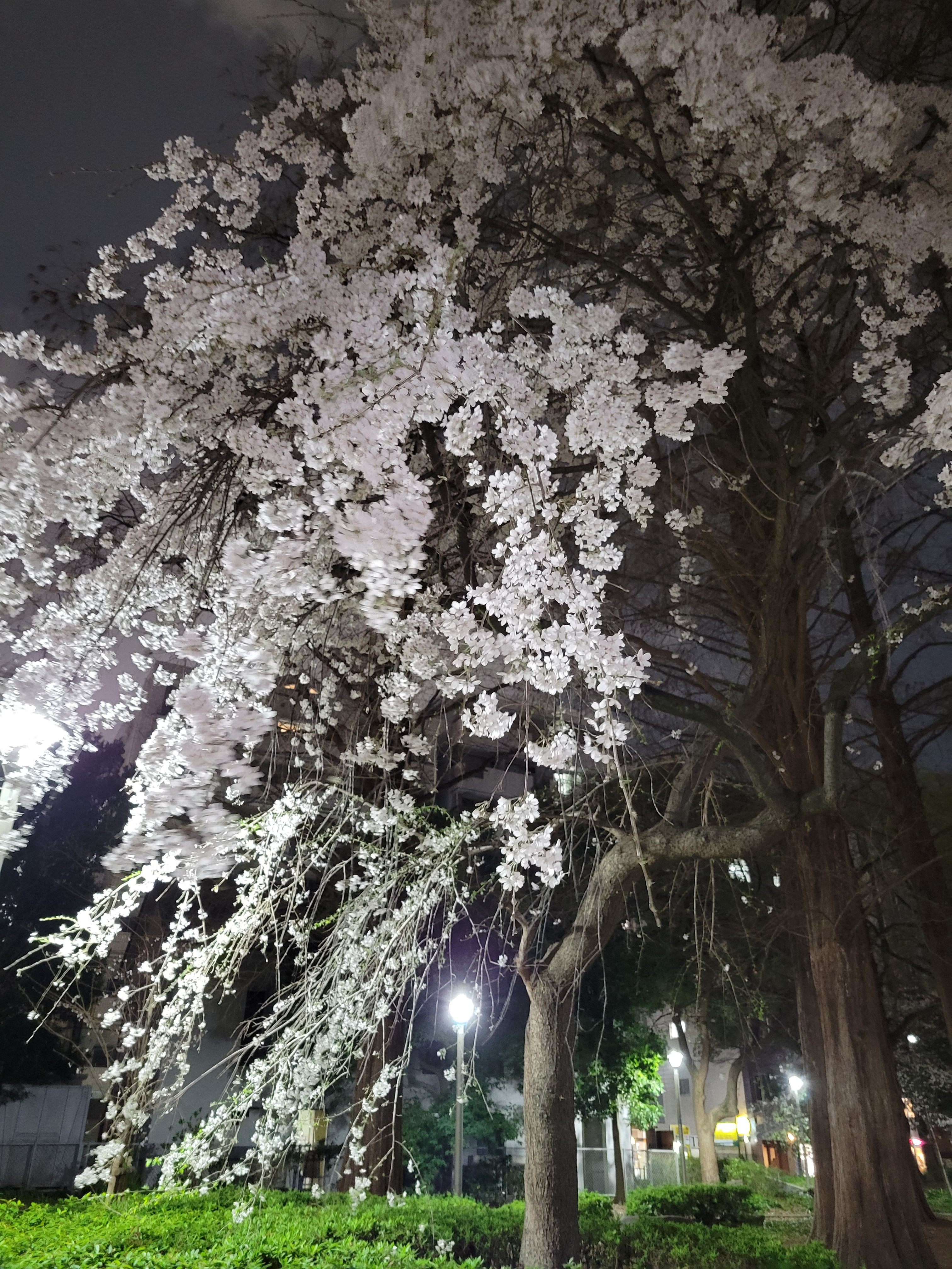 8日朝9時～ご案内可能です♡