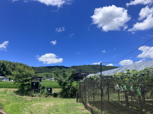 IMG_2516.jpeg