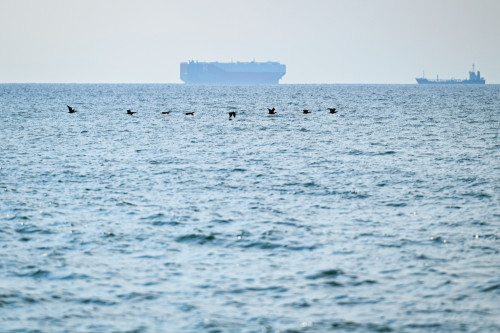 野間埼灯台の海を飛ぶウミウ.jpg