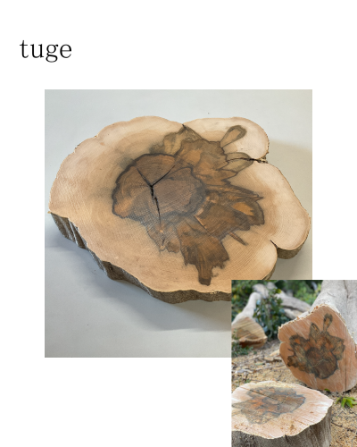 ツゲの木.png