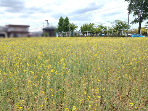 IMG_20250501_110230746_HDR.jpg