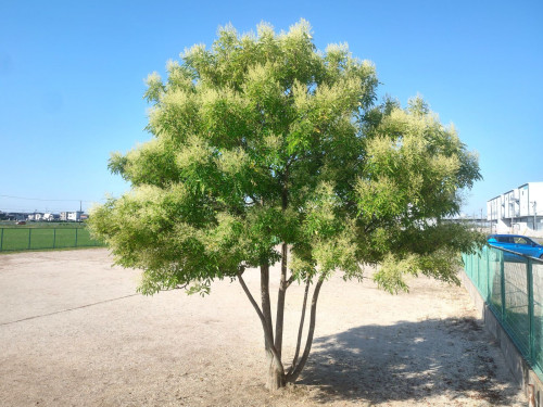 IMG_20250618_073531372_HDR[1].jpg
