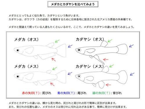 screenshot.81.jpg