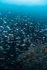 IMG_2959.jpeg